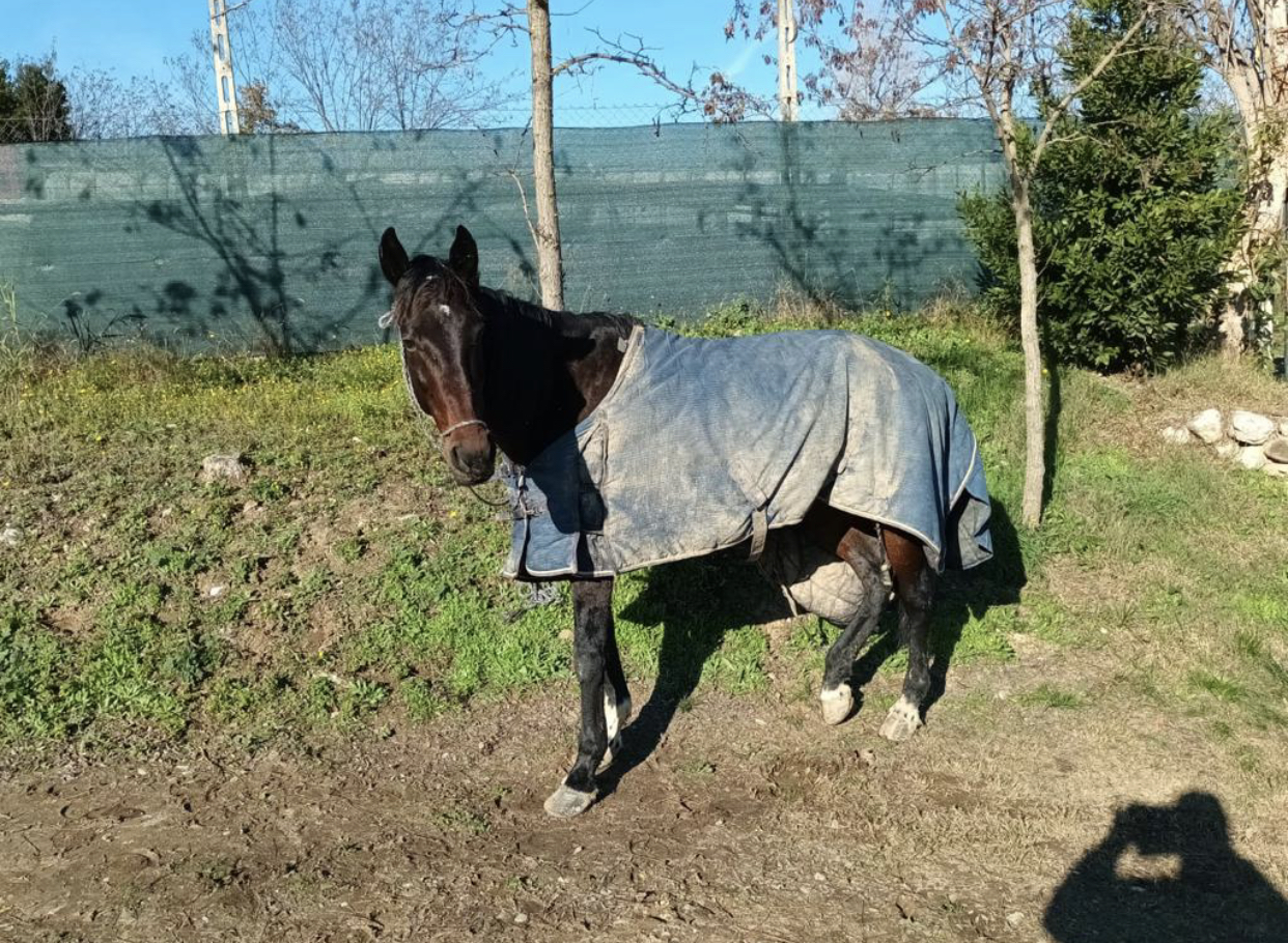 Cavallofuga
