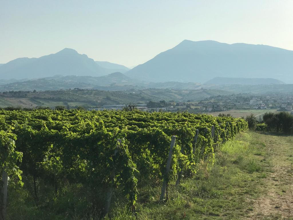 Vignetitorano