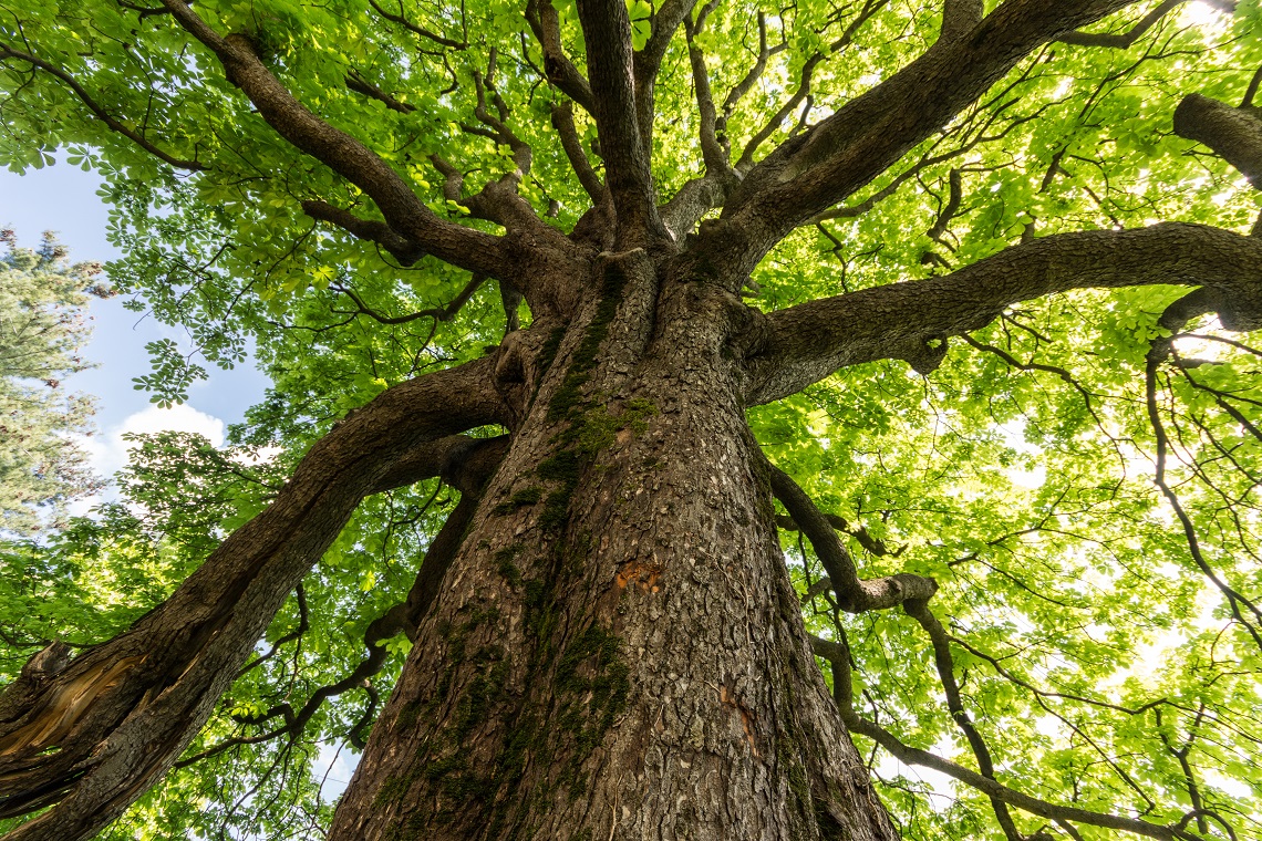 albero1.jpg