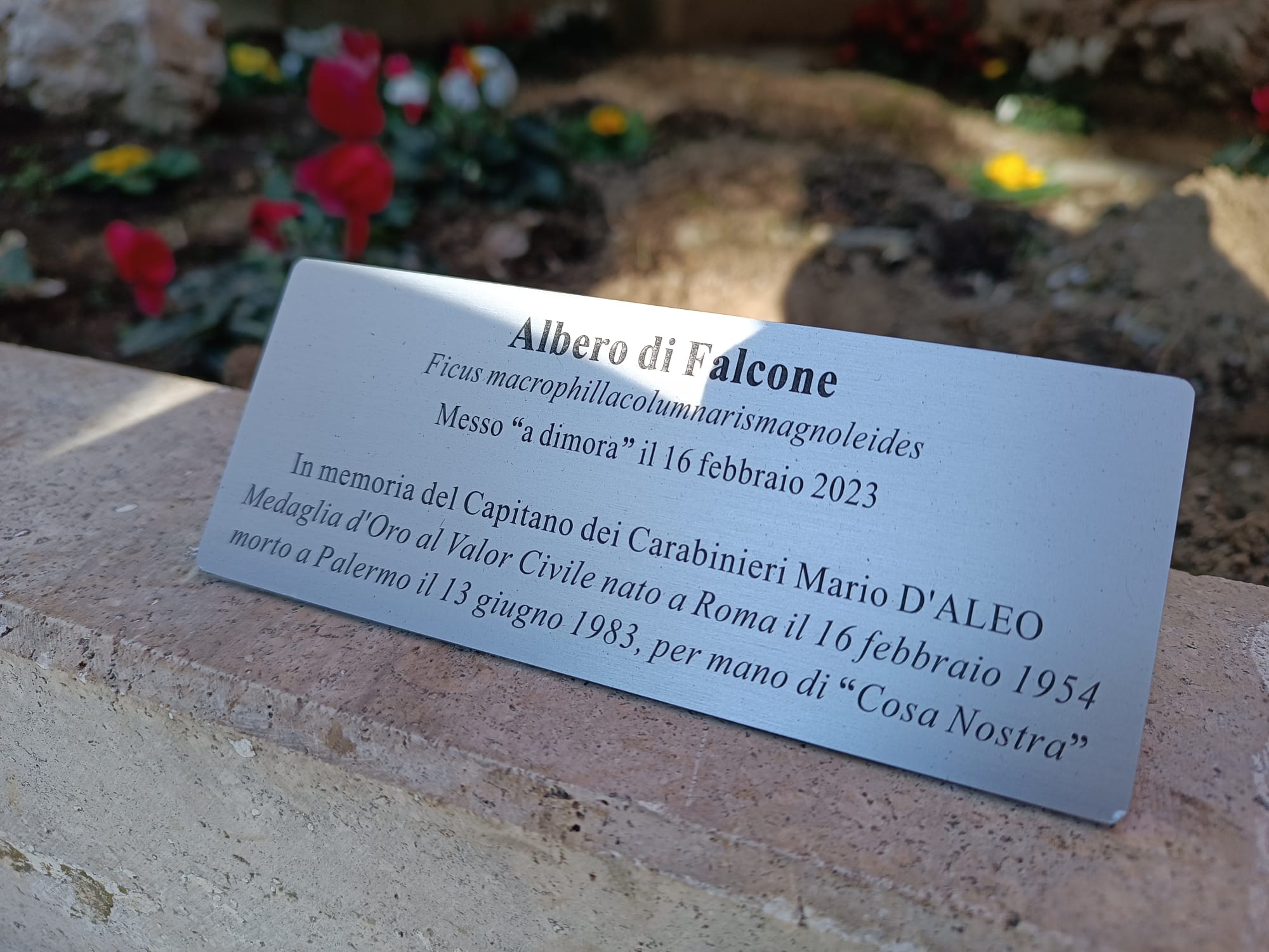 alberofalconetarga