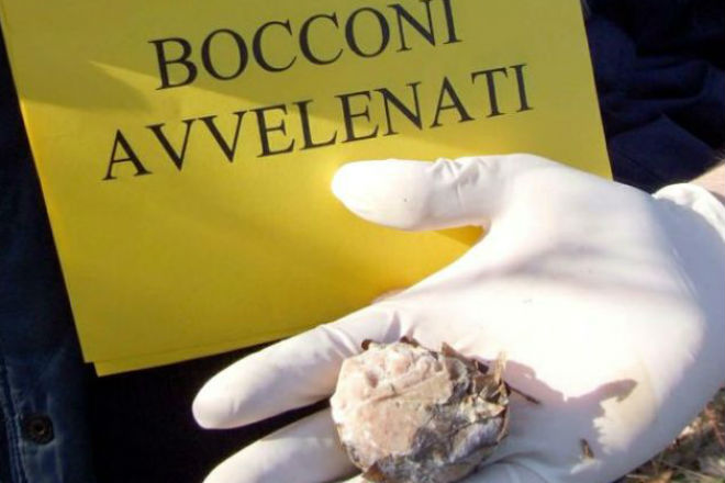 bocconi-avvelenati-per-cani.jpg
