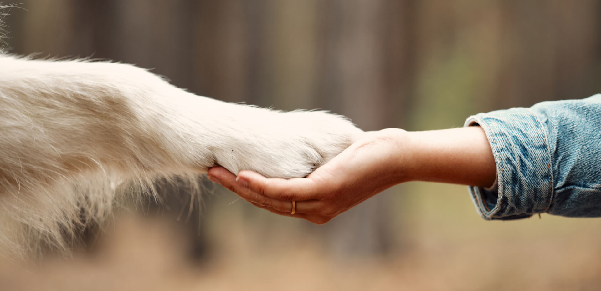 cremazione animali affezione